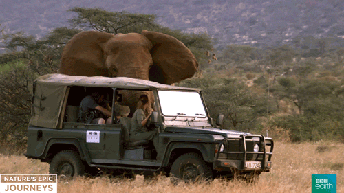 英国广播公司 动物 自然 遭遇 英国广播公司的地球 大象 大自然的史诗旅程 近距离