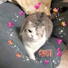 萌宠 喵星人 勾引 吸引 呆萌 搞怪