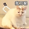 萌宠 喵星人 我刀呢 我想打人 可爱 憨憨