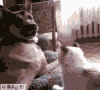 狗狗 猫猫 恶搞 打架