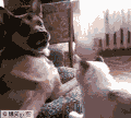 狗狗 猫猫 恶搞 打架