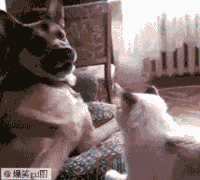 狗狗 猫猫 恶搞 打架