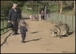 袋鼠 小孩 动物园