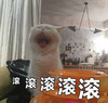 萌宠 猫星人 滚滚滚 走开 呆萌 可爱