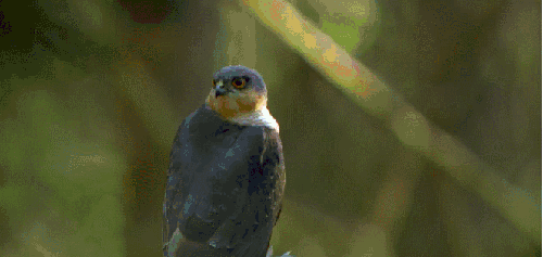 动物 张望 神话的森林 纪录片 鸟类 食雀鹰