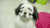 狗狗 搞笑 假眉毛 伸舌头