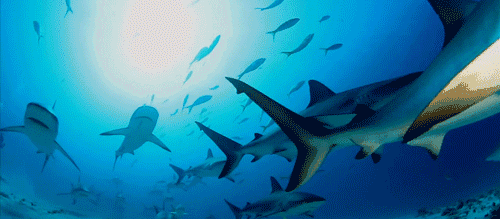大海 蓝色 鲨鱼 群体