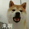 萌宠 汪星人 来啊 挑衅 搞怪 逗