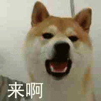 萌宠 汪星人 来啊 挑衅 搞怪 逗