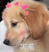 萌宠 汪星人 害羞 脸红 呆萌 可爱