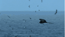 军舰鸟 加拉帕戈斯群岛 动作 动物 太平洋 纪录片 飞