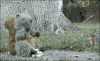 松鼠 squirrel 木偶 动物园