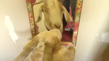 山羊 懵 镜子 goat