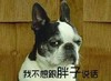 狗狗 萌宠 狗耳朵 我不想跟胖子说话
