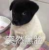 萌宠 汪星人 突然黑脸 呆萌 搞怪