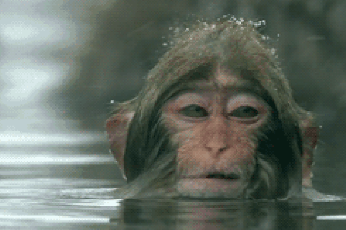 湖水 猴子 洗澡 动态