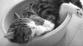 猫咪 躺着 享受