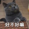 萌宠 猫星人 好不好嘛 求求你了 呆萌 可爱