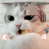 萌宠 猫星人 无语 嫌弃 呆萌 可爱