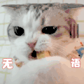 萌宠 猫星人 无语 嫌弃 呆萌 可爱