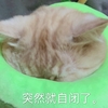 萌宠 猫星人 突然就自闭了 不开心 搞怪 逗