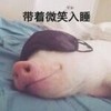 萌宠 小猪 带着微笑入睡 呆萌 可爱