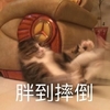 萌宠 猫星人 胖到摔倒 可怜 搞怪 逗