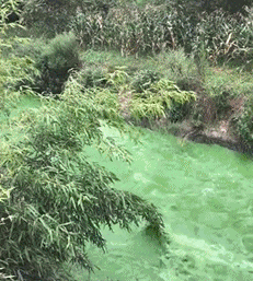 绿色河水 水流湍急 搞笑 菠菜汁