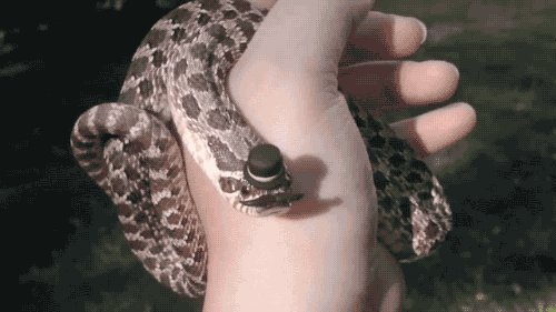 蛇 snake animal 危险 舌头