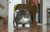 小猫 跳跃 萌 可爱