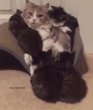 猫咪 妈妈 宝贝 抱团