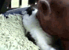 猪 喵星人 亲热 亲一个 热情 受不了 二货