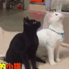 汪星人 狗狗 可爱 萌宠 狗