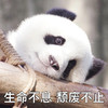 萌宠 熊猫 生命不息颓废不止 懒散 呆萌 可爱