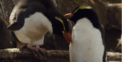 地球脉动 有爱 清洁 纪录片 黄眉企鹅