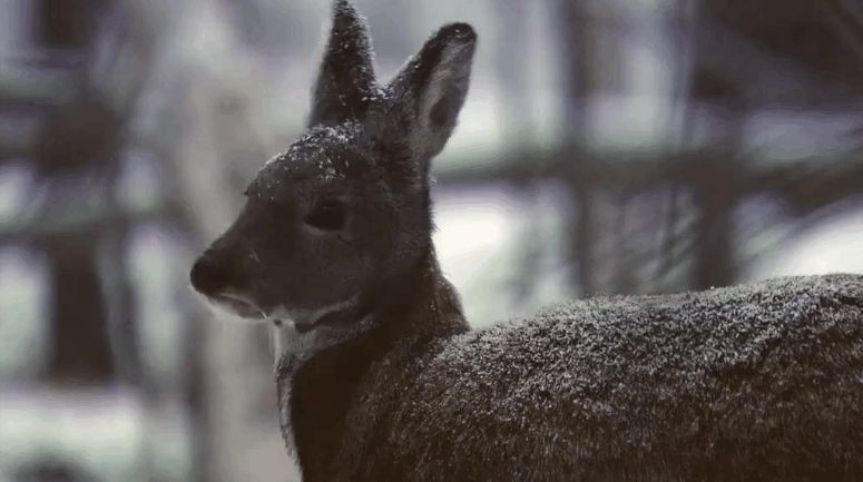 动物gif动态图片,纪录片美丽的贝加尔湖风景鹿动图包