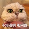 萌宠 猫星人 不知道啊 别问我 呆萌 可爱