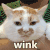 猫咪 挤眼睛 白毛 wink