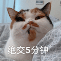 萌宠 猫咪 猫 喵星人 绝交五分钟 斗图 生气