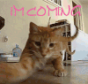 撩 imcoming 猫咪