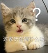 萌宠 猫星人 这家伙在搞什么呢 好奇 呆萌 可爱