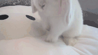 粉白 兔纸 搓脸 呆萌