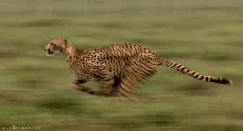 动物  猎豹  奔跑  优美