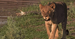 凶猛 动物 扭头 掠食动物战场 狮子 纪录片 踱步