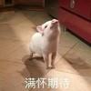 萌宠 猪 满怀期待 昂起头来 呆萌 憨憨