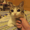猫咪 按摩 可爱 享受