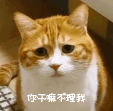 萌宠 猫咪 小网黄 动态图 可爱