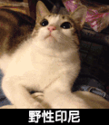 猫咪 可爱 萌萌哒 野性印尼