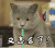 又怎么了 猫咪 怎么了