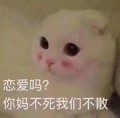 你妈不起我们不散 猫咪 脸红 可爱